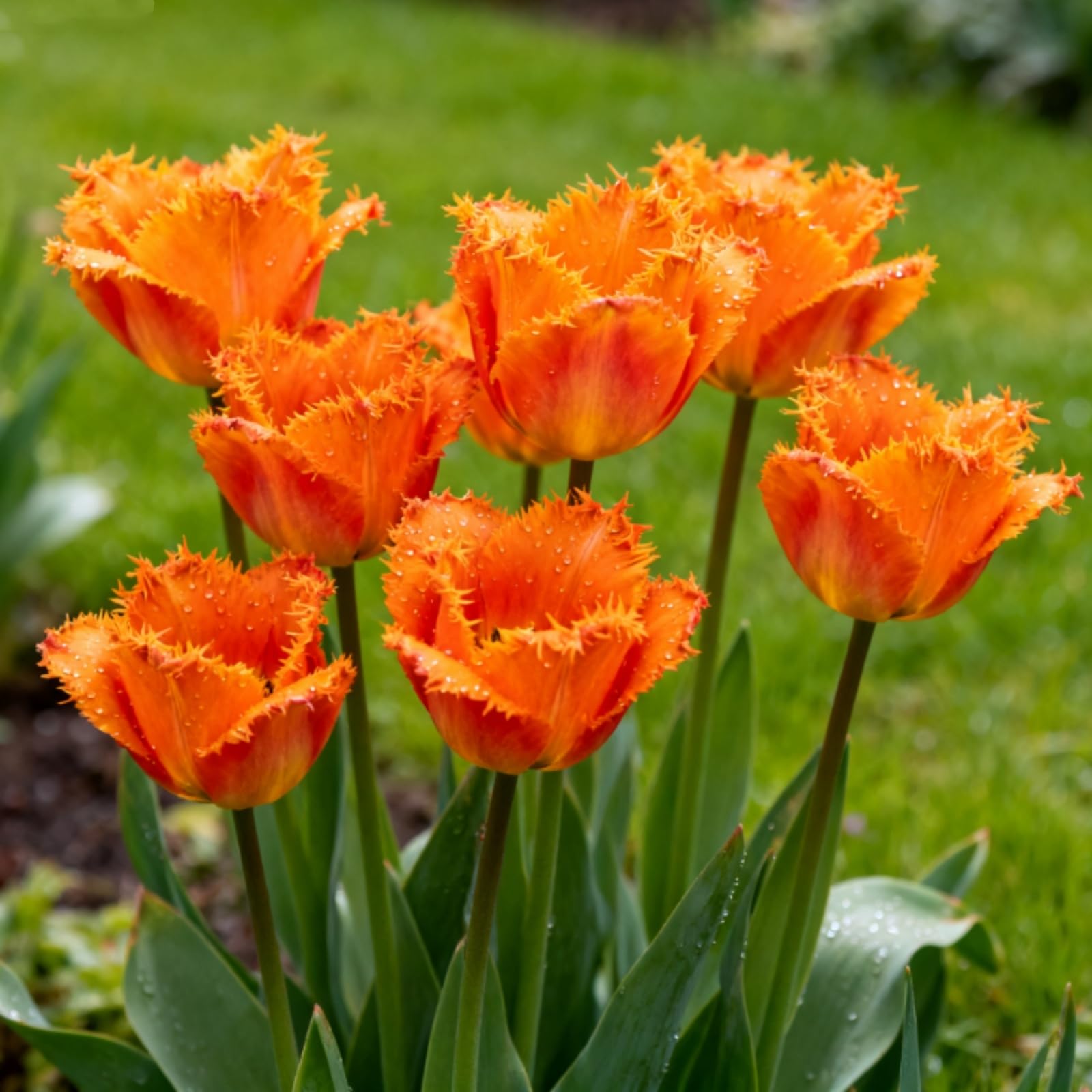 Tulip Bulbs Ready to Plant,Simply Beautiful Flowering Perennial, Excellent Display for Home Garden & Landscaping-B-10 Bulbs