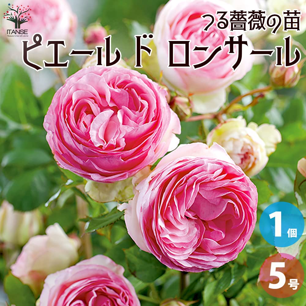 Amazon.co.jp: ITANSE 薔薇 ピエールドゥロンサール 5号角鉢 1個