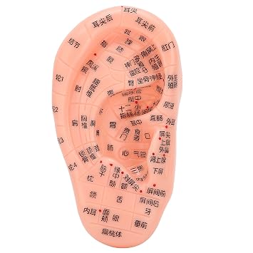 Ear Reflexology Model, Ear Acupuncture Training Tool with Seeds and Massage Features for Human Ear Zones