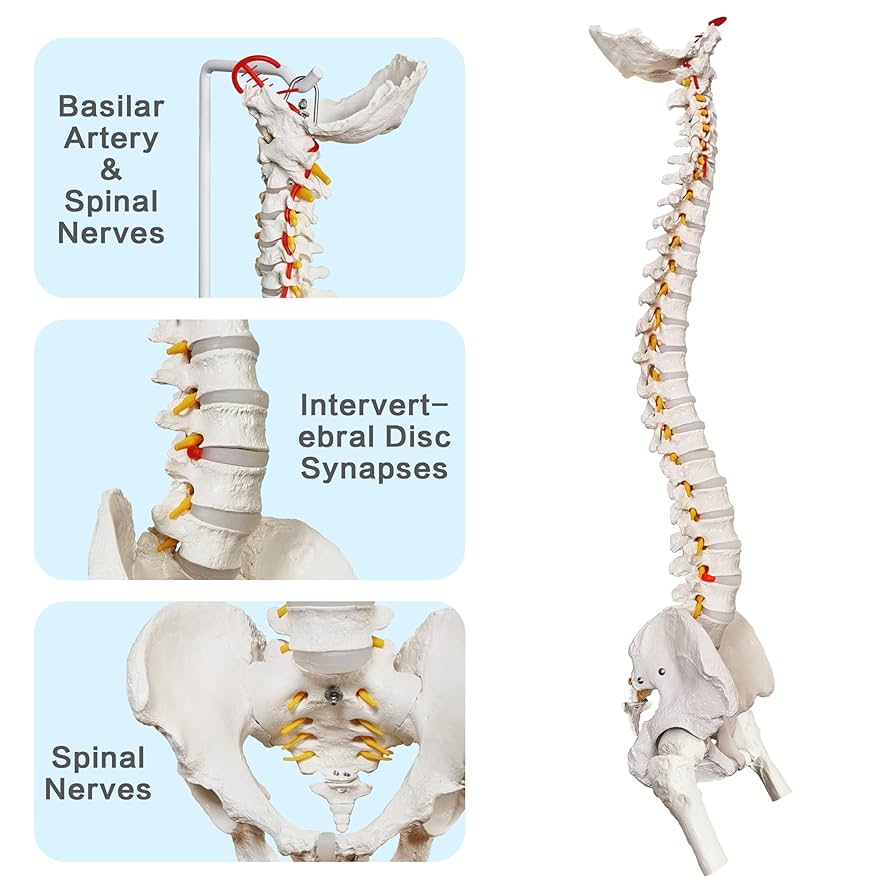 Amazon.com: 2025 全新脊柱模型,34 英吋(約87.9 公分)真人大小