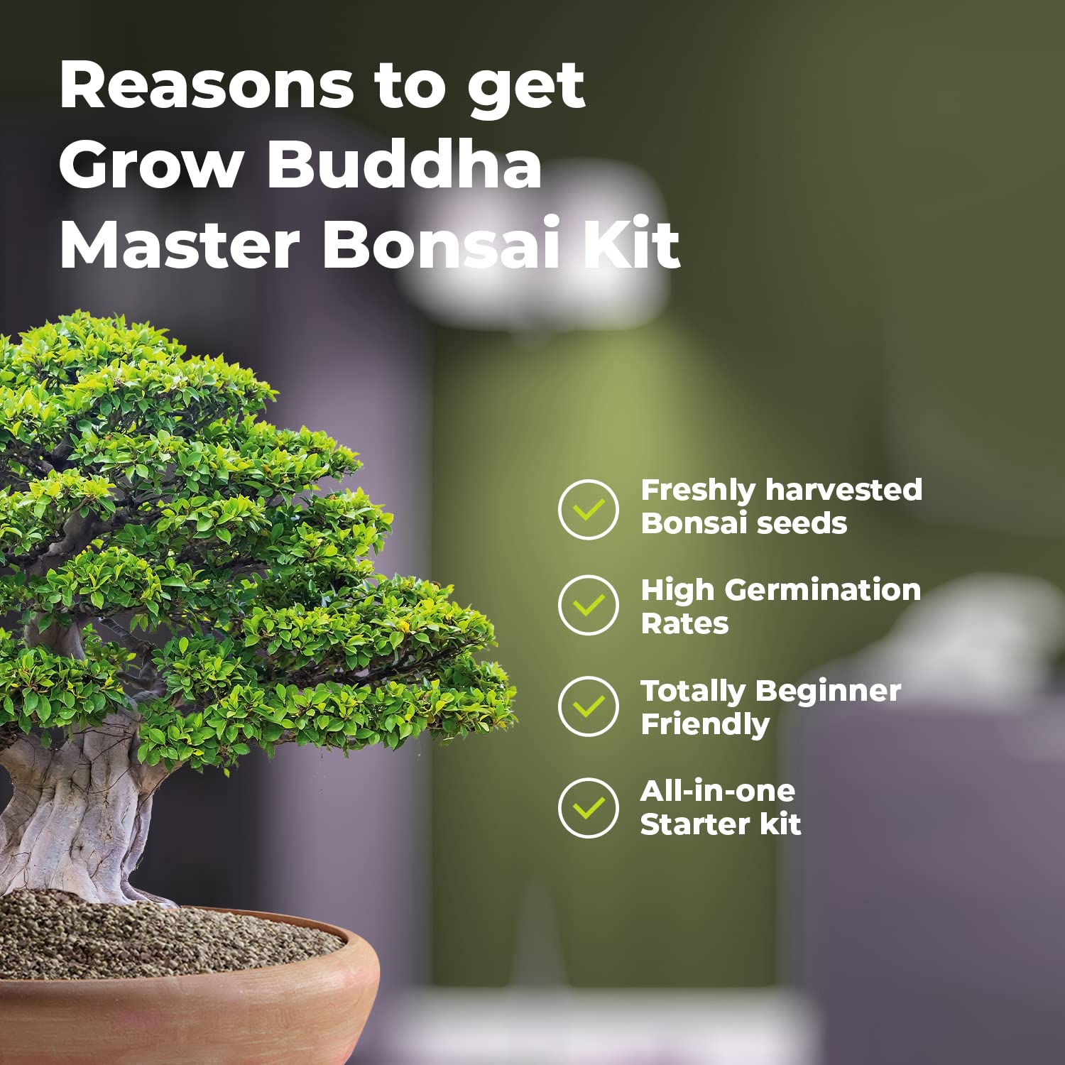 Master Bonsai Kit Grow Buddha Bonsai Tree Growing Kit Professional |  Desertcart INDIA