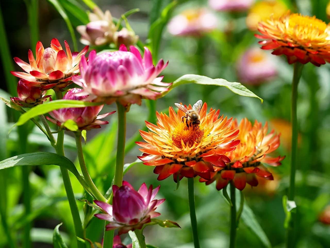 Golden Hills Farm Flower Seed - Straw Flower Mix - Helichrysum bracteatum 200-506 seeds