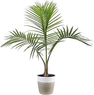 Sponsored Ad - Costa Farms Majesty Palm Tree, Live Indoor Plant, 3 to 4-Feet Tall, Ships with Décor Planter, Fresh From Ou...