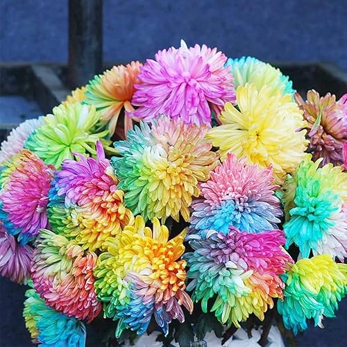 Miniatura 5 de QAUZUY GARDEN 20 semillas raras de crisantemo arco iris crisantemo semillas de jardín para mamás, flores perennes llamativas para decoración del