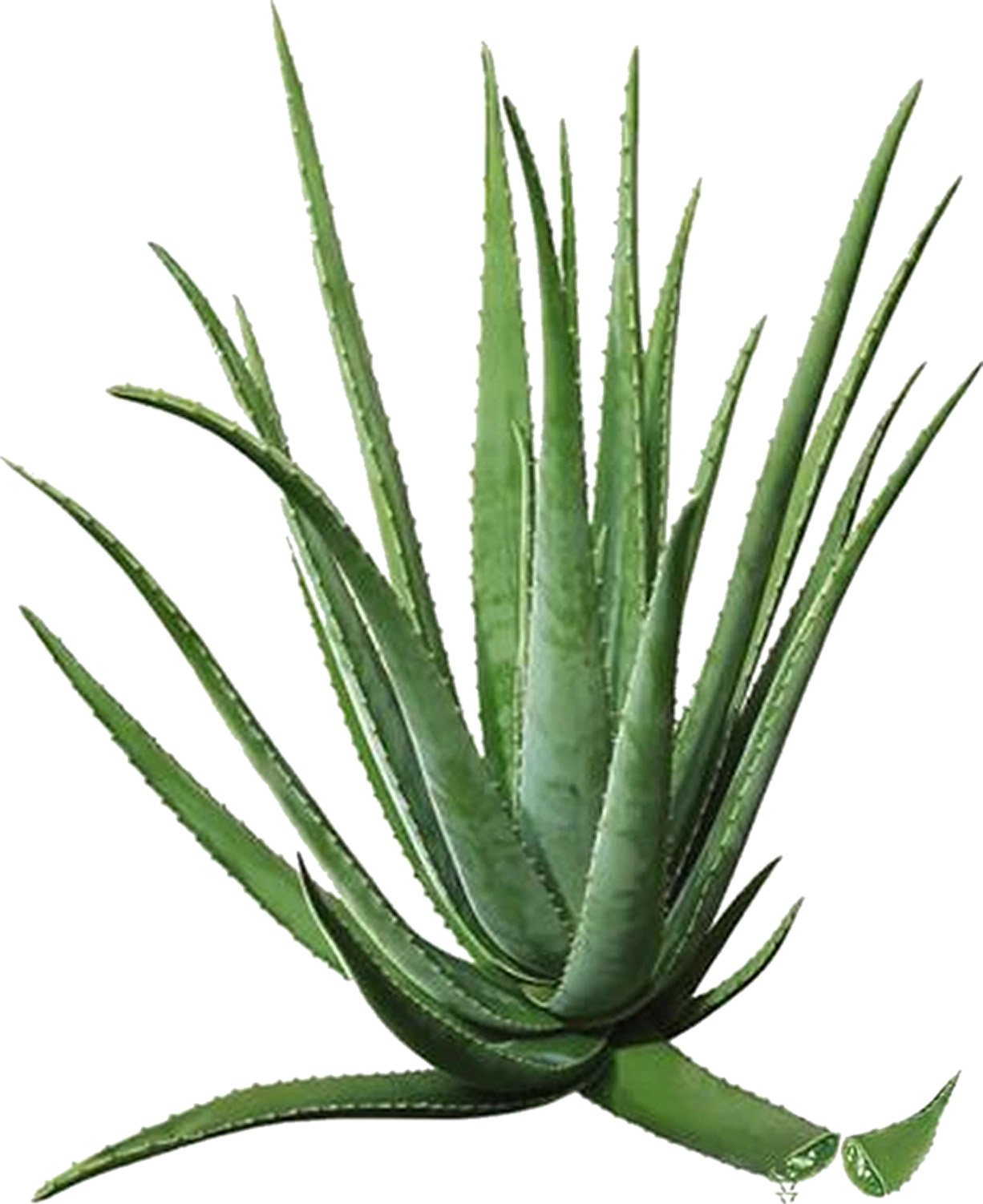 Tomodachi Aloe Vera fr Katzen, Futterzusatz, Nahrungsergnzung Katze,  reines Naturprodukt ohne Chemie, Aloe Vera Premium Direktsaft aus dem  Innengel ...