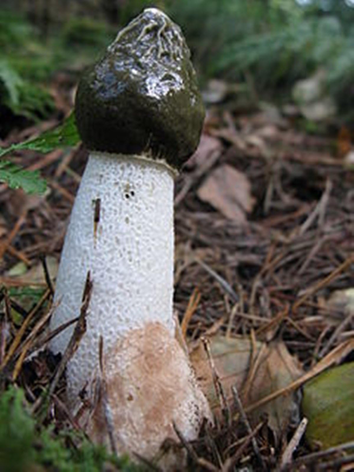 Common Stinkhorn Mushroom (phallus impudicus) Mycelium Spawn Dried Seeds (10g)