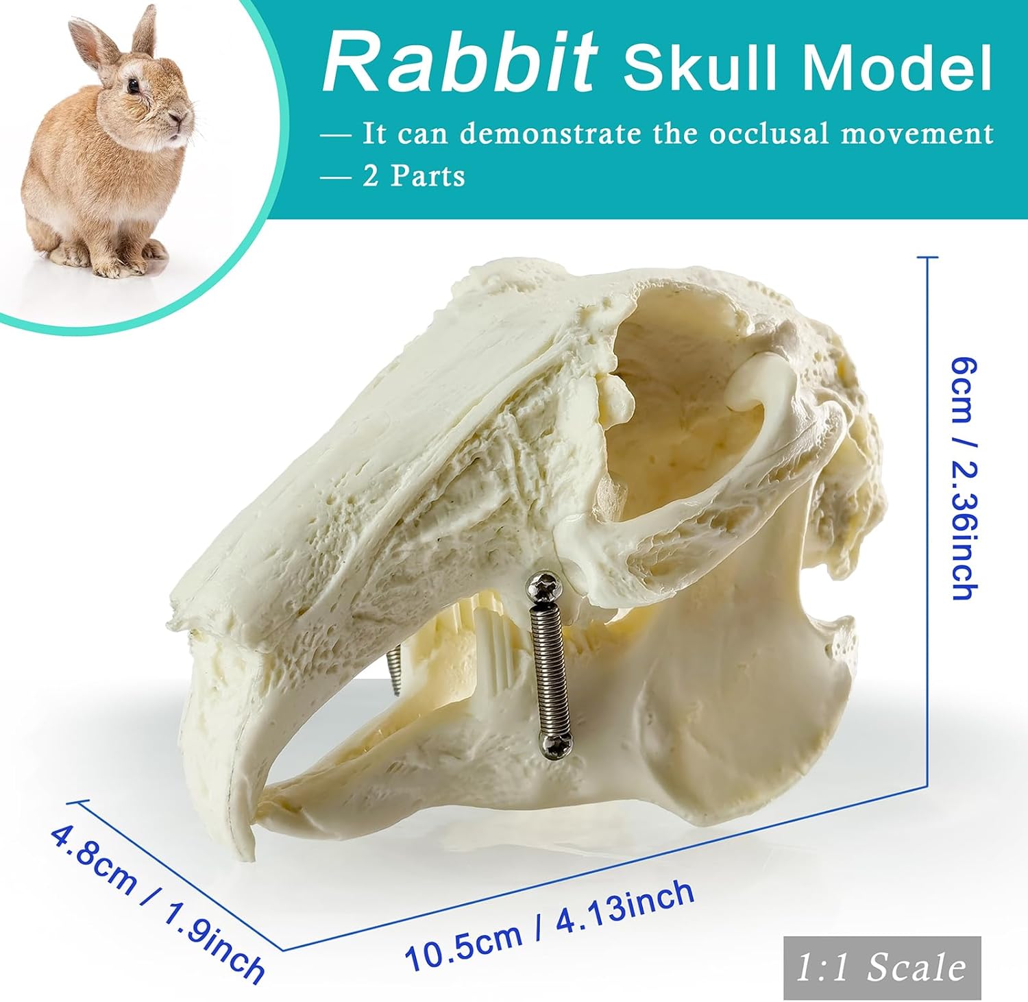 Dog & Cat & Rabbit Skulls - 3 Animal Skull Models, Suitable for Scientific Teaching, Animal Specimen Display