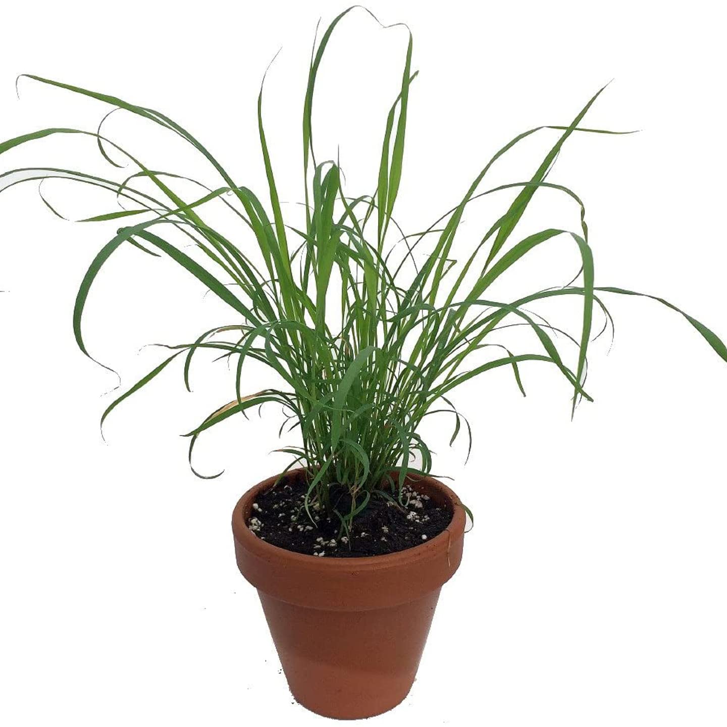 See full amazon price history chart for Go4plants Lemon Grass/Citronella Grass Herb Plant Go4plants Lemon Grass/Citronella Grass Herb Plant (B0B2F1W29B) Amazon Price History, Amazon Price Tracker