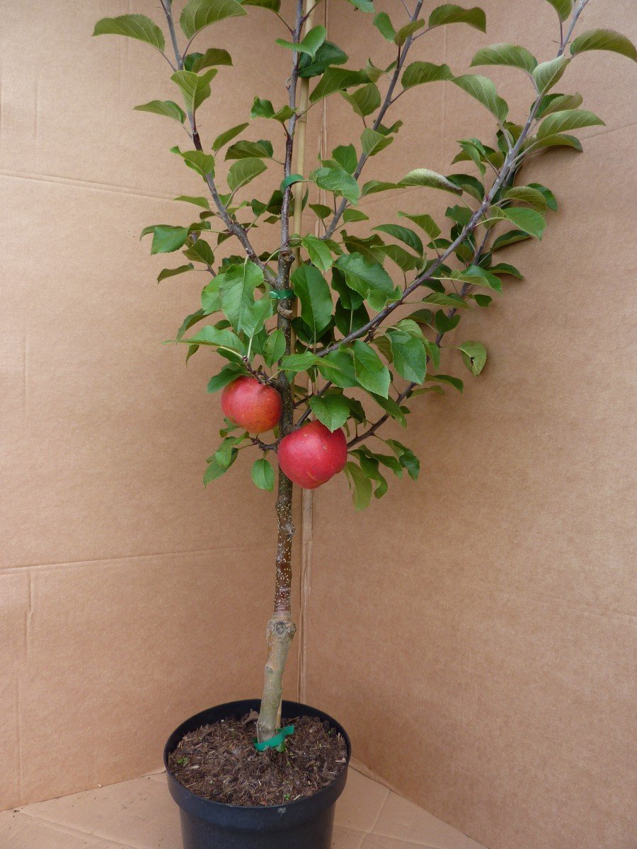 Apfelbaum Topaz (S) robust schorfresistent Apfelbaum Buschbaum 110-140 cm 7,5 Liter Topf Unterlage M9