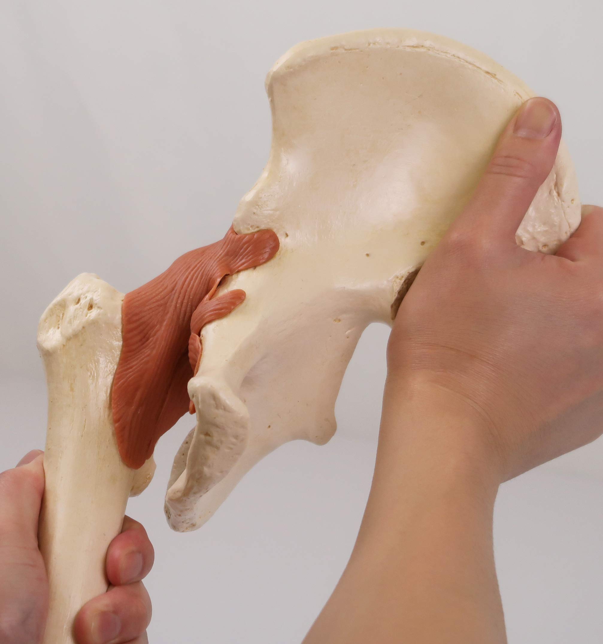 3B Scientific A81/1 Modello Funzionale di Lusso dell'Articolazione dell'Anca + software gratuito di anatomia - 3B Smart Anatomy