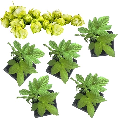 Hops, Cascade (Humulus lupulus) Five (5) Organic Plants in 2.5-inch
