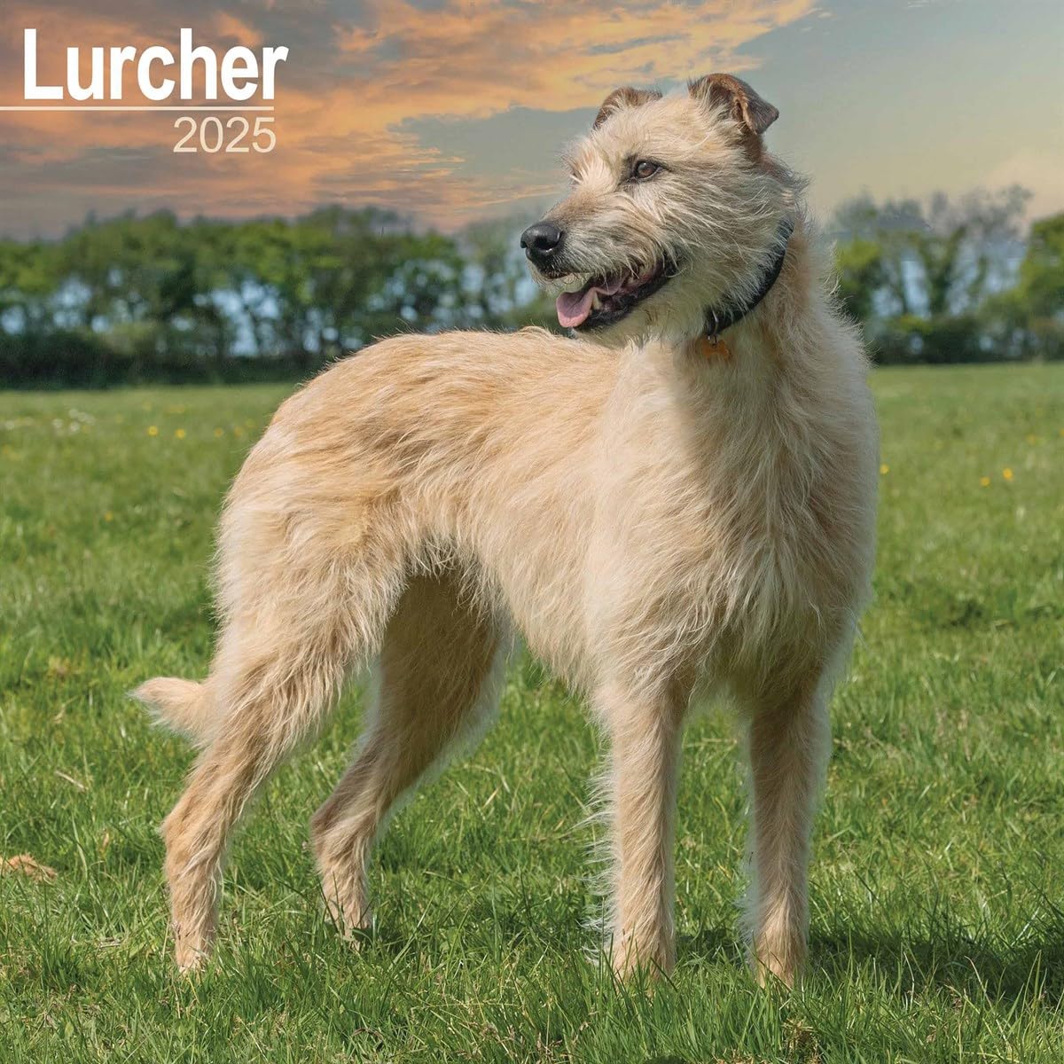 Lurcher 2025 Square Wall Calendar | Dog Breed Calendar