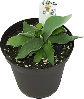Generic French Staghorn Fern - Platycerium veitchii 'Lemoinei' - 4"" Pot, Green