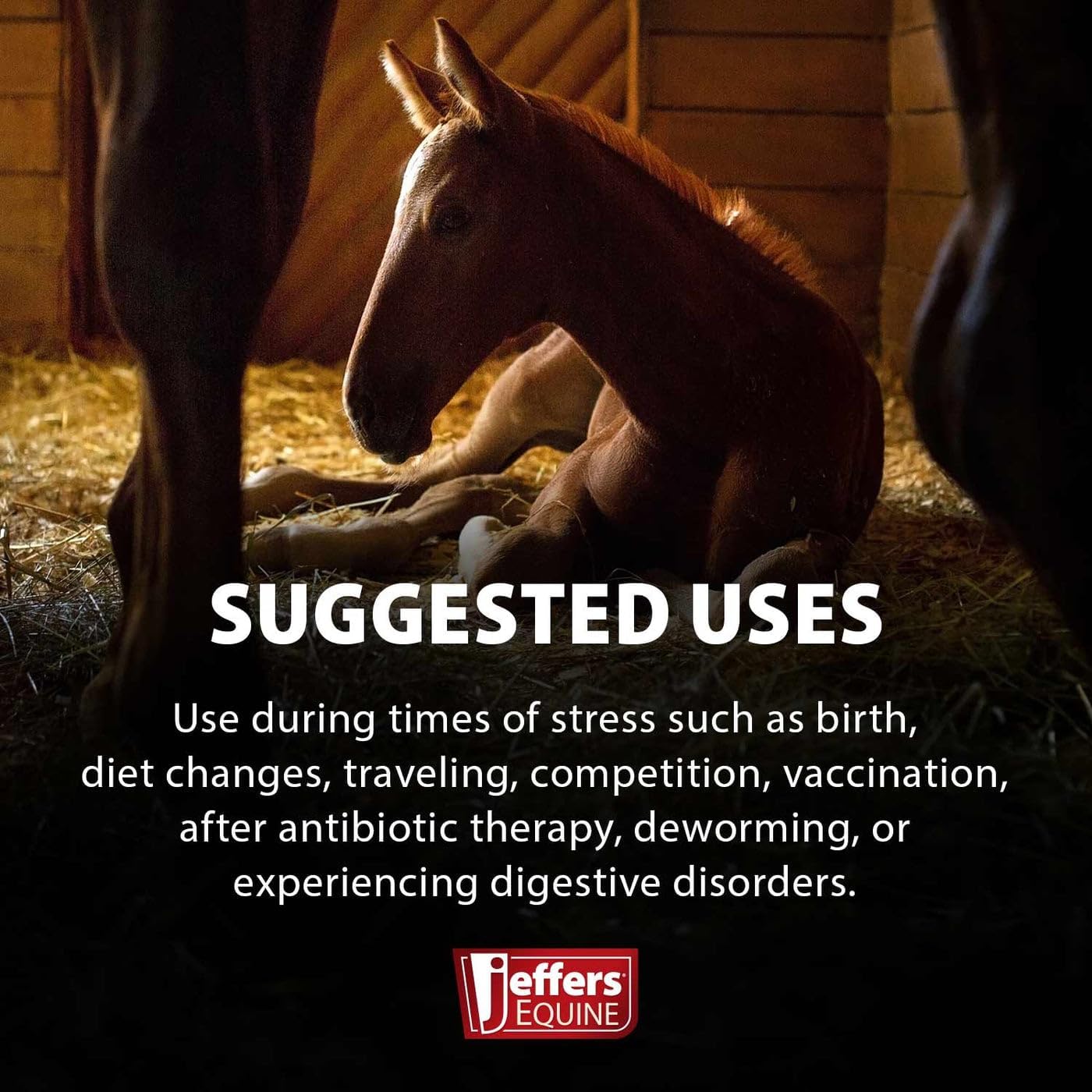 Jeffers Equine Probiotic Oral Gel for Horses 30cc Syringe – Supports Healthy Gut, Natural Appetite & Digestion – Supplement with Prebiotics, Live Microbials & Vitamins A, B, E – Easy Feed Gel - 3Pk