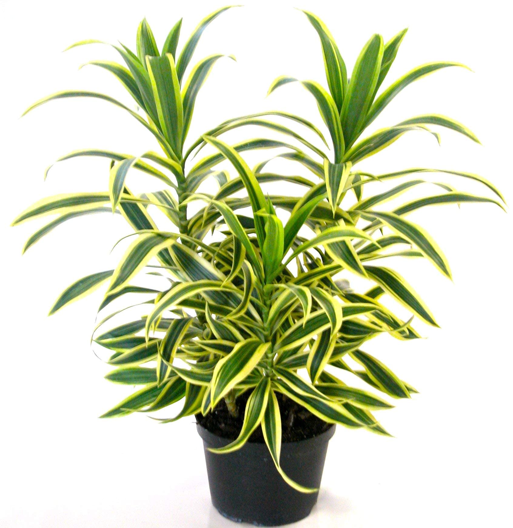 Delorea Live Song of India Plant Dracaena Reflexa Plant (B0933GKBPY) Amazon Price History, Amazon Price Tracker