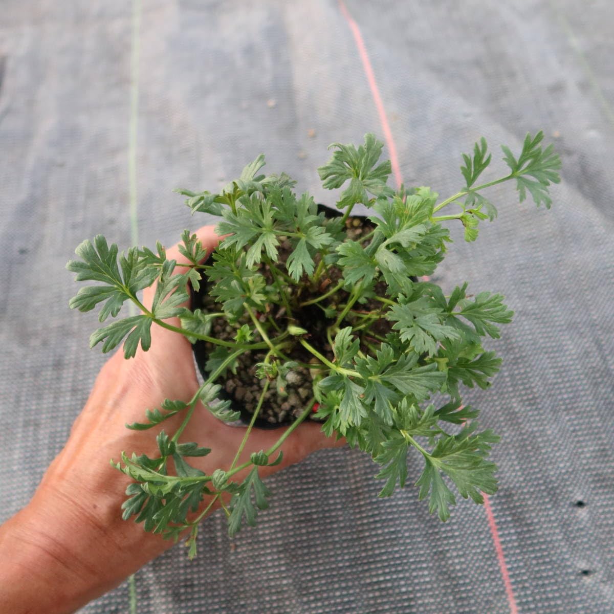 Amazon.co.jp: ∮ 来年用 白花 西洋 オキナグサ 翁草 オキナ草