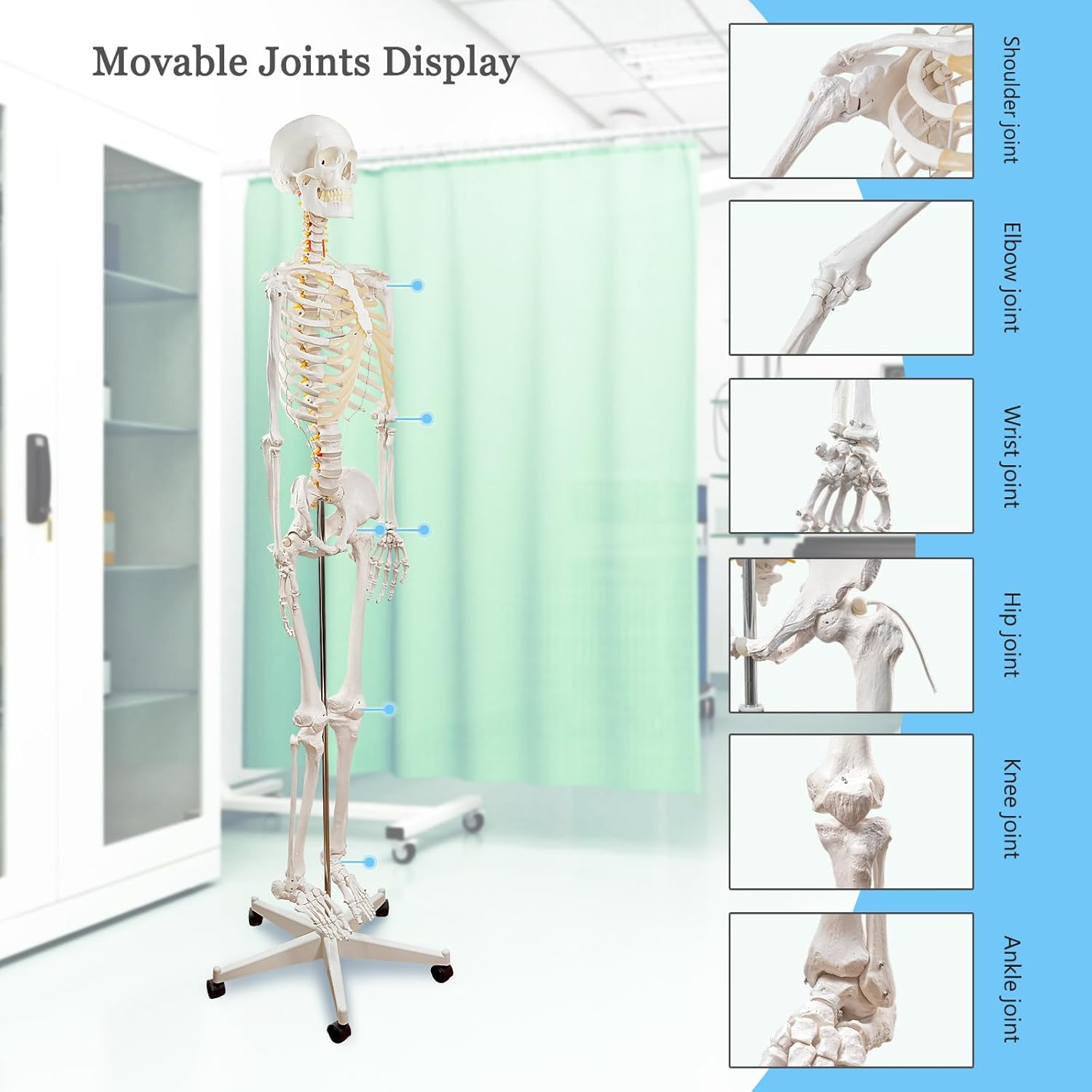 EVOTECH SCIENTIFIC Life Size Human Skeleton Model with Removable Arms Legs and Stand for Medical Study Learning Research Education Display Standard