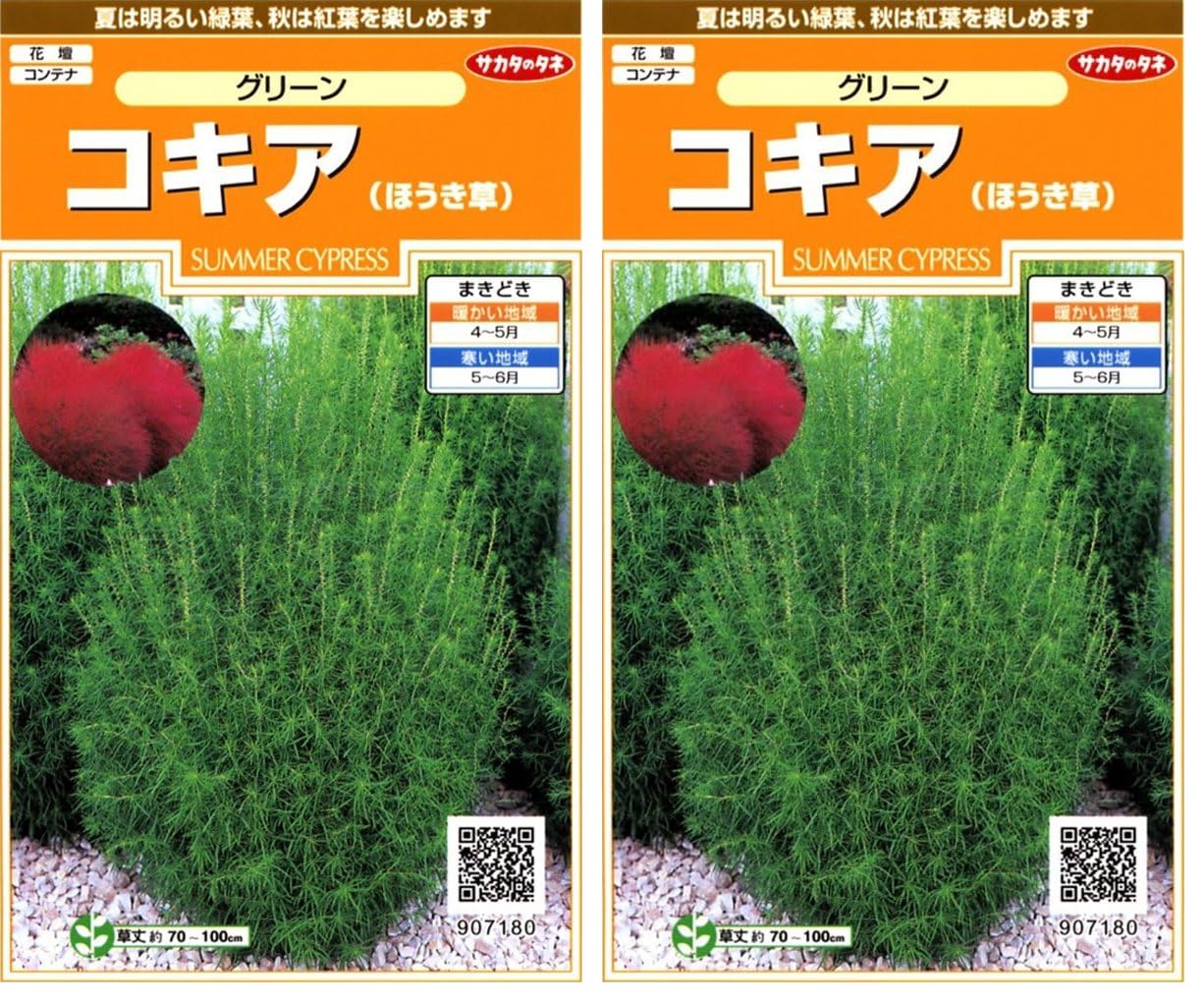 大集合！アカネ&アサギ&コハク　ホイル　4枚 Amazon | サカタのタネ 実咲花7180 コキア (ほうき草)グリーン
