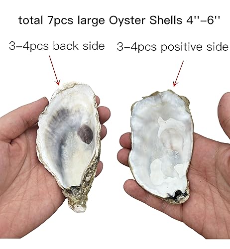 Miniatura 3 de 7 conchas de ostras grandes de 4 a 6 pulgadas naturales a granel para manualidades de bricolaje, cuidadosamente seleccionadas y limpias. Conchas de