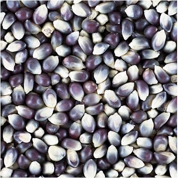Everwilde Farms - 1/4 Lb Shamans Blue Open Pollinated Corn Seeds - Gold Vault