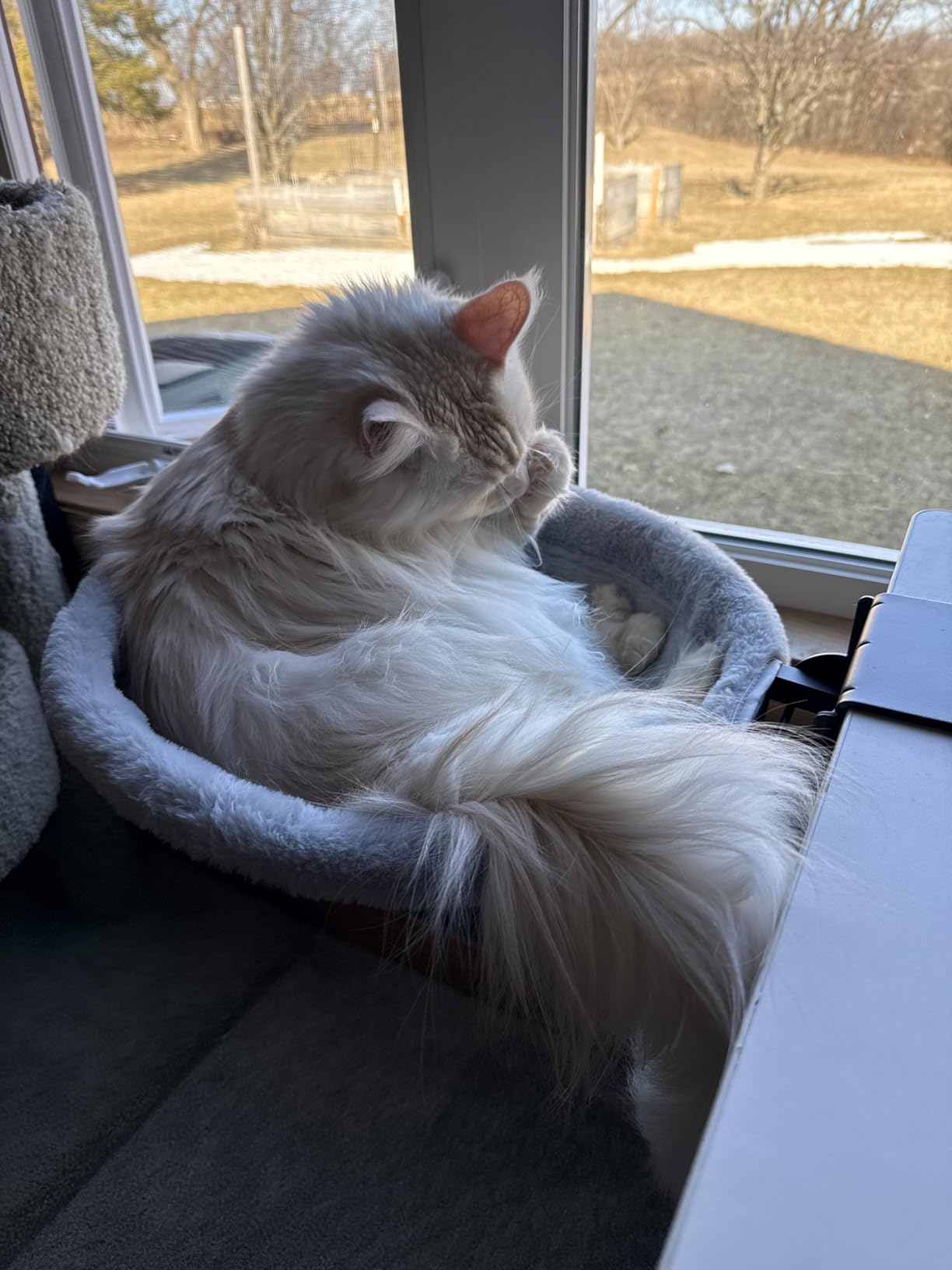Foto de cliente con hamaca para gato