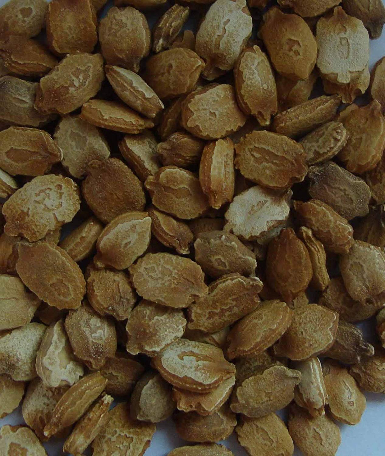 Maven & Bloom Vegetable Seeds Karela Seeds - Bitter Gourd Plant Seeds - 200g (B07SBW4JYC) Amazon Price History, Amazon Price Tracker