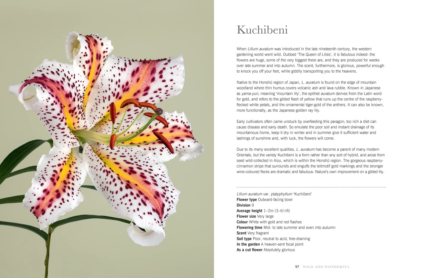 Lilies: The ultimate flower guide for growing, flowering and cutting varieties for the home and gardening