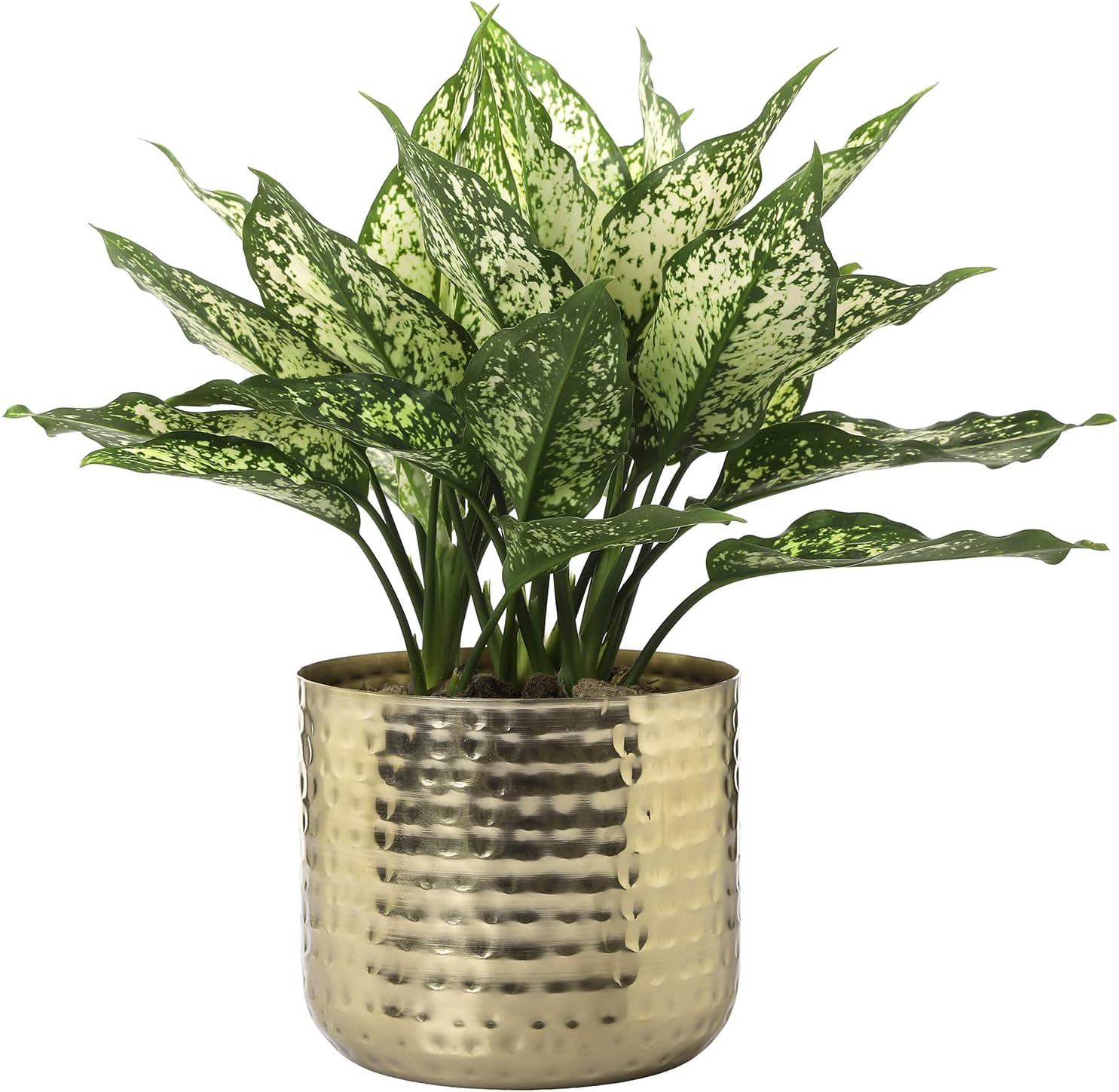 MyGift 6-Inch Hammered Brass Metal Succulent Planter - Shiny Cylindrical Indoor Plant Pot Handcrafted in India