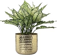 MyGift 6-Inch Hammered Brass Metal Succulent Planter - Shiny Cylindrical Indoor Plant Pot Handcrafted in India