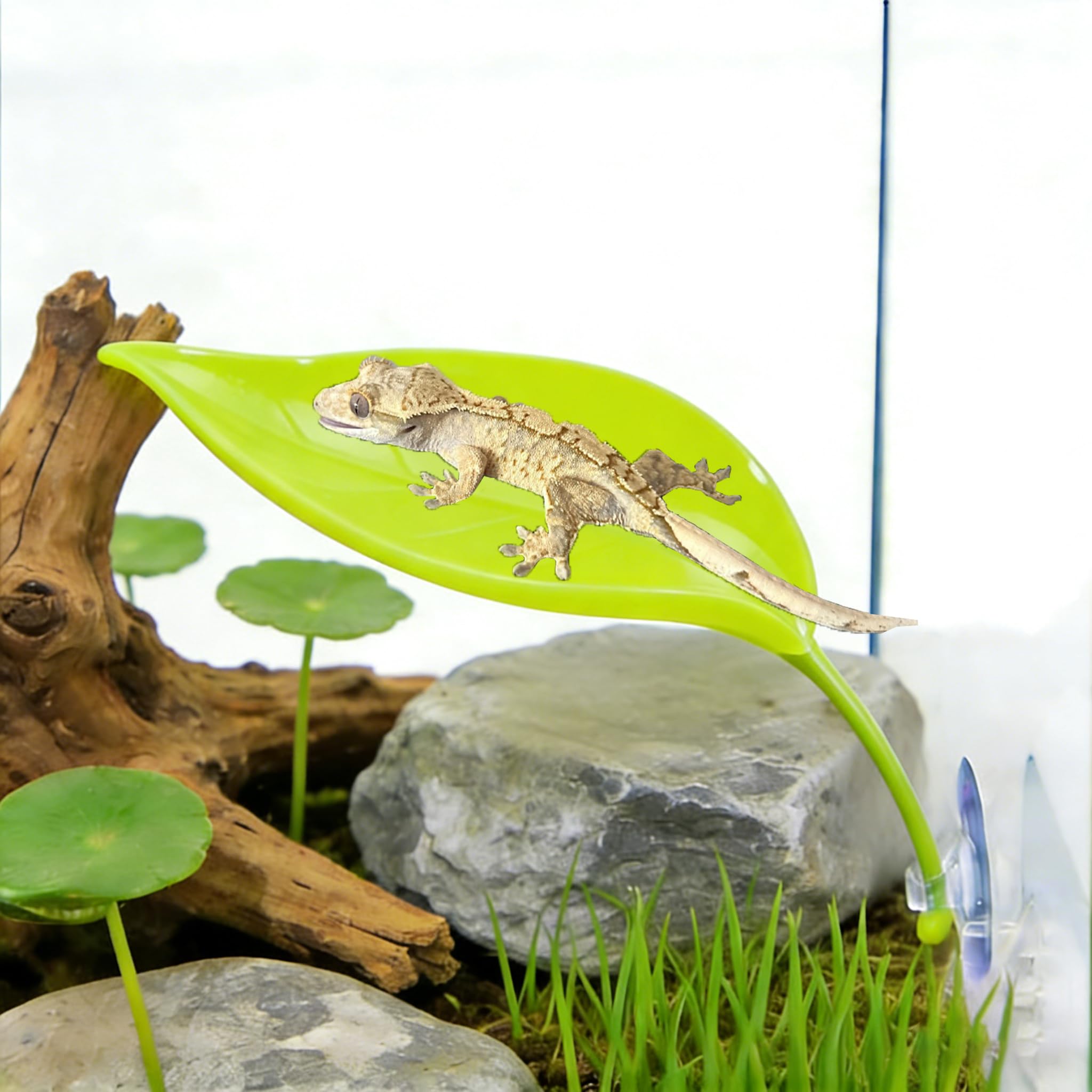 7 accessori per serbatoio di gechi crestati, capanna in cocco leopardo naturale con scala, piattaforma in plastica, per rettili, ponte, lucertola, amaca, piante da appendere, viti della giungla