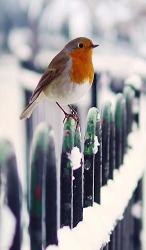 Birds Wallpapers