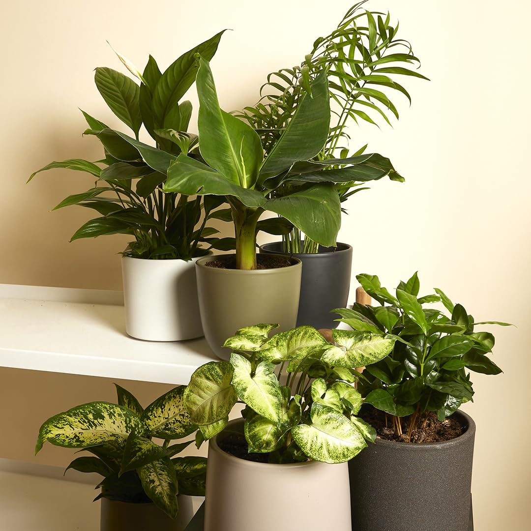 Bloomique Lot de 6 Plantes Vertes Bananier Caféier Syngonium Chamaedorea Spathiphyllum Dieffenbachia 20-40 cm Pot 12 cm