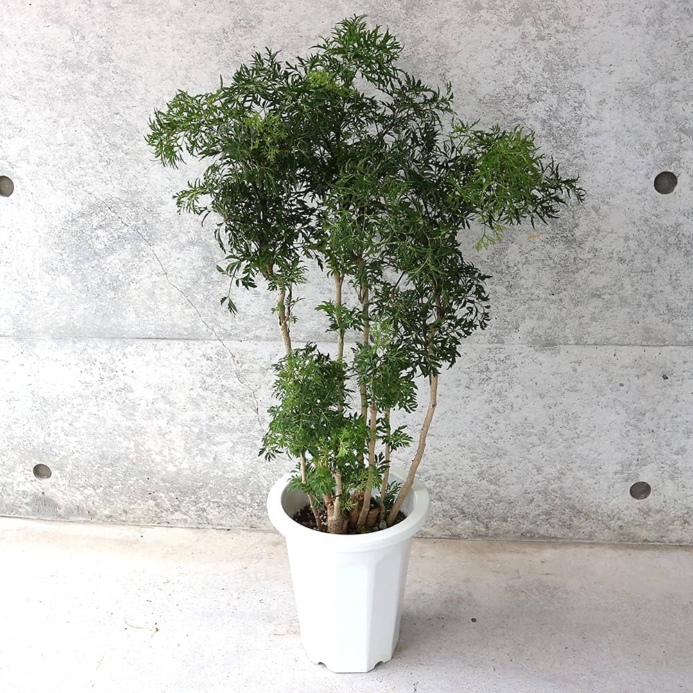 タイワンモミジ。常緑樹 。観葉植物 。鉢ごと無料で発送致します。 タイワンモミジ。観葉植物 鉢ごと無料で発送致します。