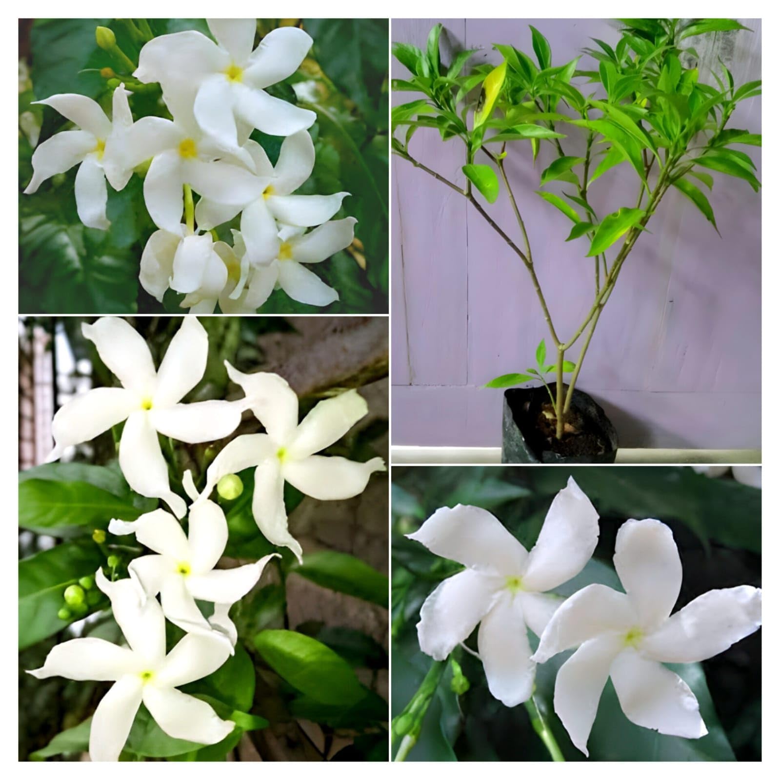Beautiful White Flowering Tree