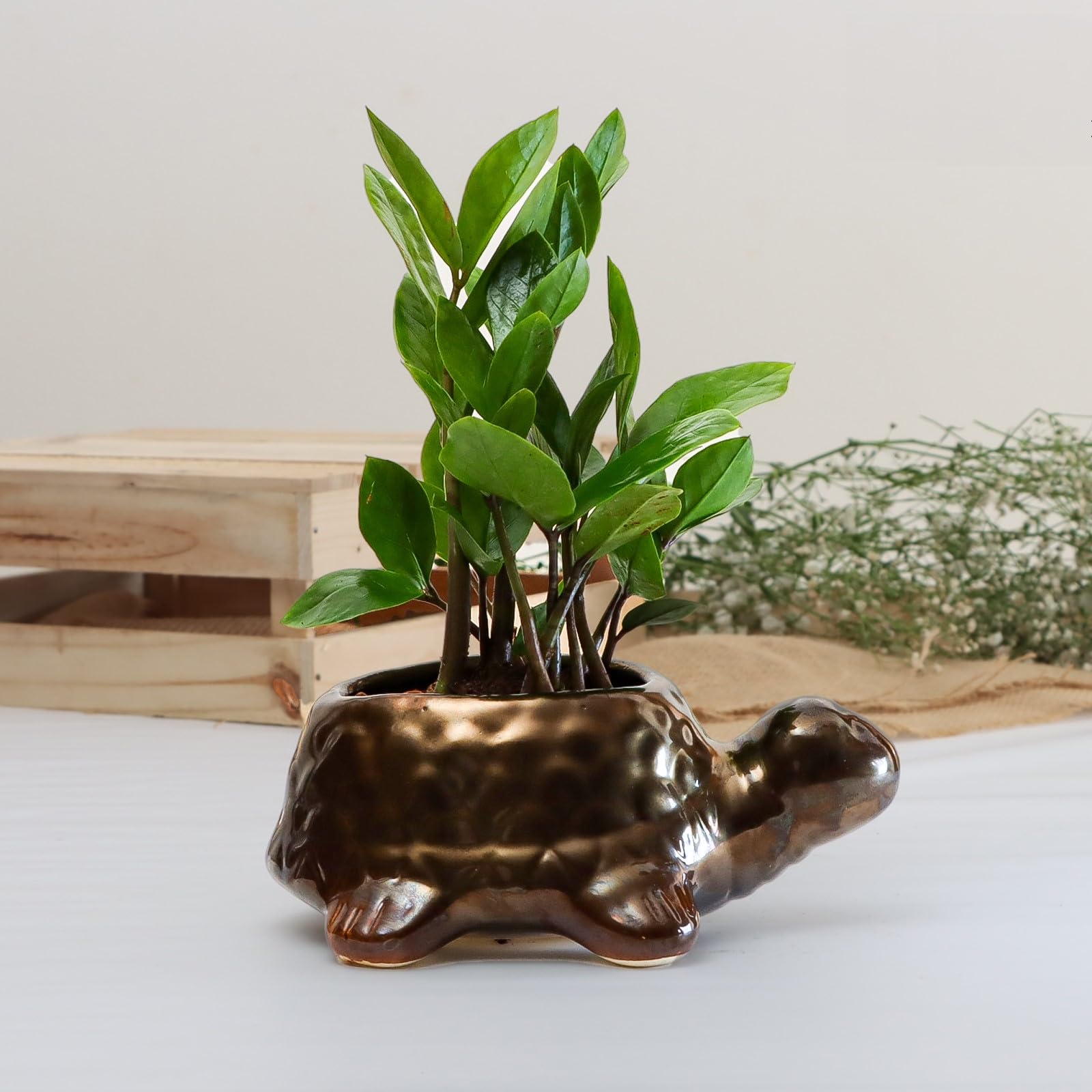 Flora Dlite zz Plant Indoor Live Plant with Ceramic Pot, Indoor Live Plant for Living Room, Plant Pot for Home D�cor (B0D3FL9Q5S) Amazon Price History, Amazon Price Tracker