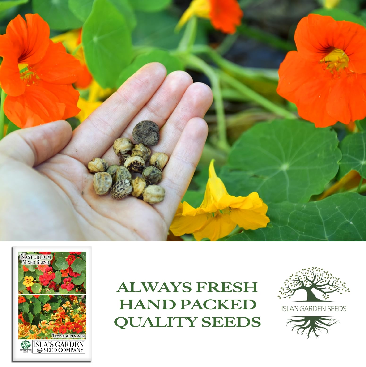 Amazon.com : Nasturtium Mixed Blend Flower Seeds for Planting - 50+ Flower  Seeds Per Packet, (Isla's Garden Seeds) Non-GMO & Heirloom, Botanical Name;  Tropaeolum majus, Great Garden Gift : Patio, Lawn & Garden