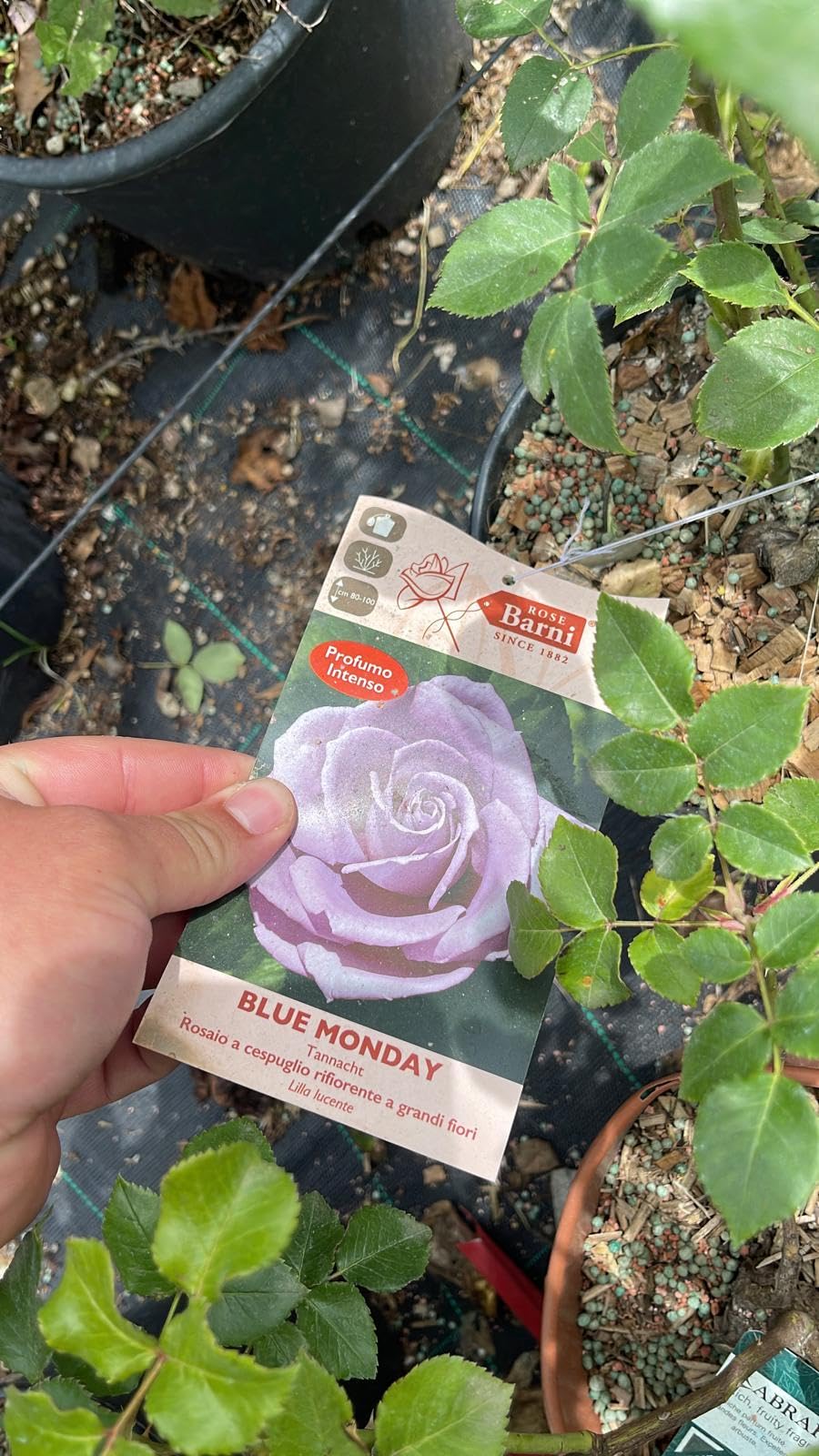 Rosa Blue Monday – Rosa a Cespuglio Rifiorente, Fiori Color Lavanda Blu Profumati, Pianta Ornamentale da Giardino