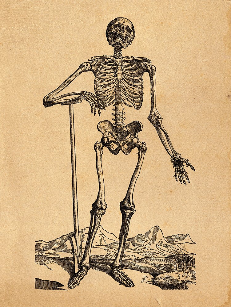 Amazon.com: PixiePrints Skeleton 2 - Andreas Vesalius Anatomy