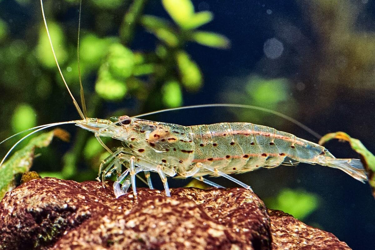 Amano Shrimp Live Freshwater Shrimp Aquarium Algae Cleaner Inverts (10 Shrimps (+1))