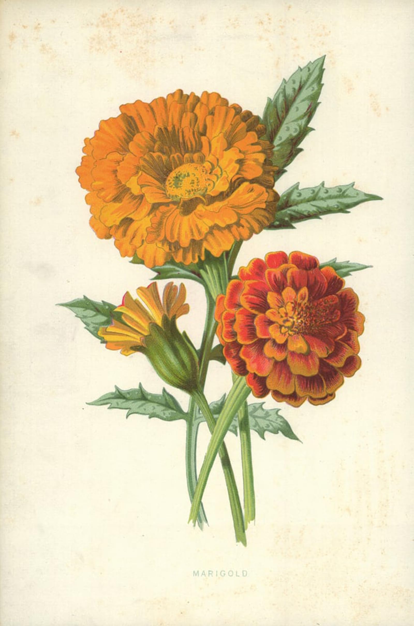 ARTXLXXBN Famous Print Painting Colorful Art Print Marigold by Frederick Edward Hulme Canvas Art Decorations for Home Decor 60x90cm