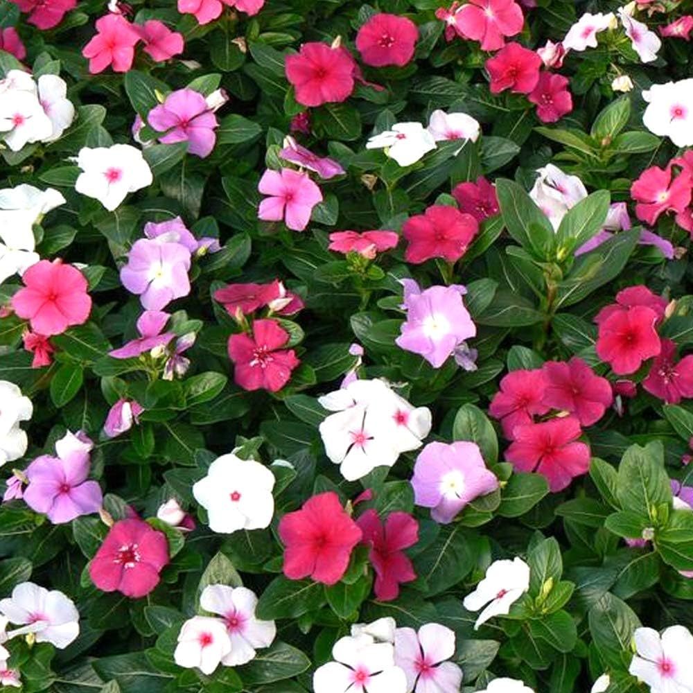 Vinca Rosea Dwarf Mixed/Flower Seeds Mix Color Flower Seeds (Pack of 10g) Vinca garden mixed flower seeds Perennial For Terrace Balcony Gardening Garden plant flower see (B09YH4HBCF) Amazon Price History, Amazon Price Tracker