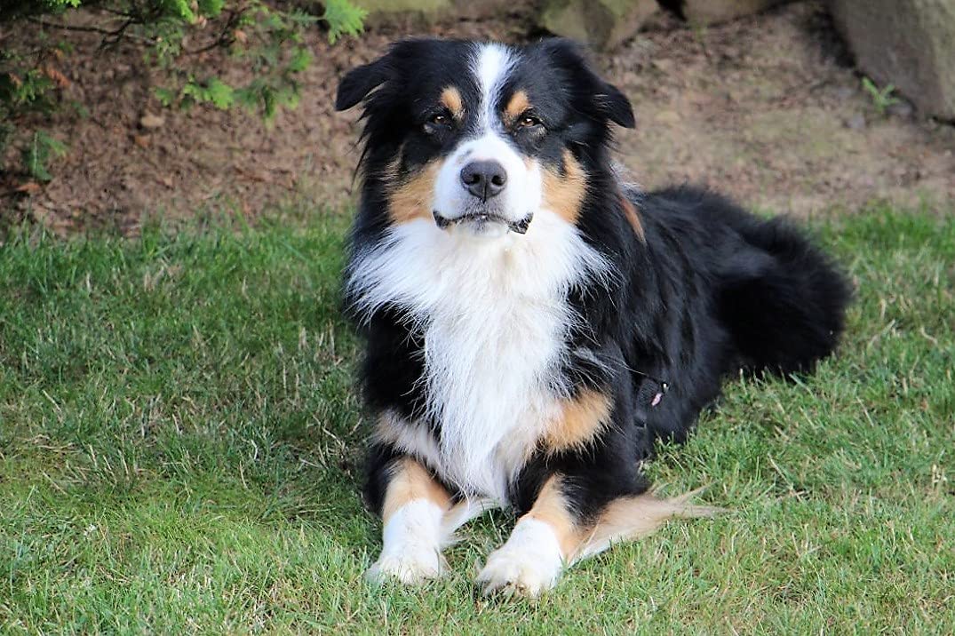 NordicVitalGemüse-Mix 2,5 kg Beutel – Barf-Gemüse für Hunde – Premiumqualität als Ergänzung – Gemüse-Flocken auch als Nagerfutter – 100% natürlich