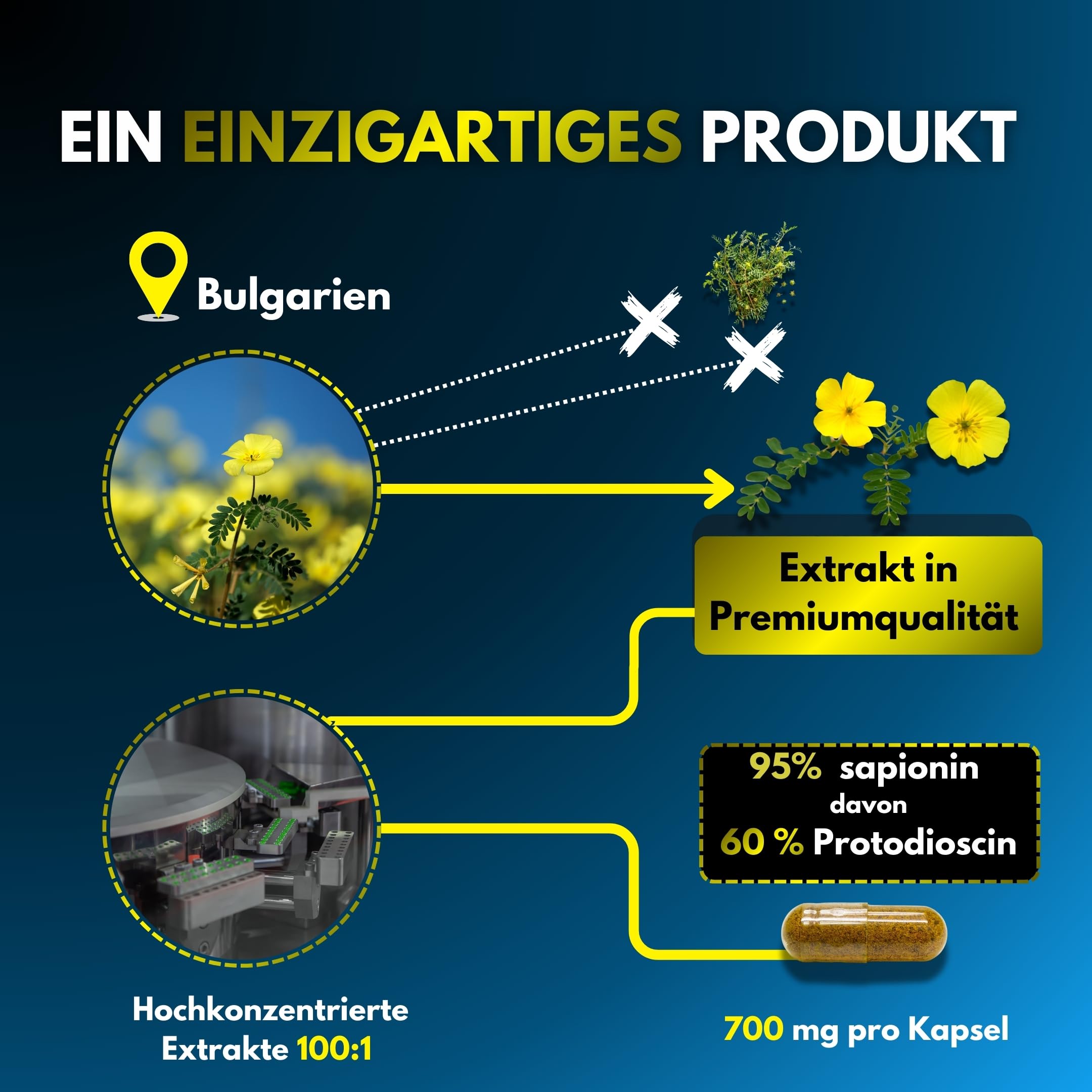 TRIBULUS TERRESTRIS ~ Hohe Konzentration 100:1 ~ Sportliche Leistung ~ 95% Saponine ~ 60% Protodioscin ~ Geprüft und zertifiziert ~ Ohne Mykotoxine ~ Hoher Gehalt an Wirkstoffen ~ Französisches Labor