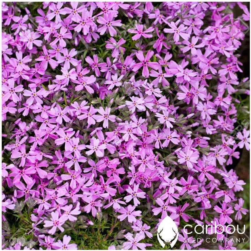 Caribou Seed Company Perennial RAINBOW ROCK CRESS 100+ Seeds Tiny