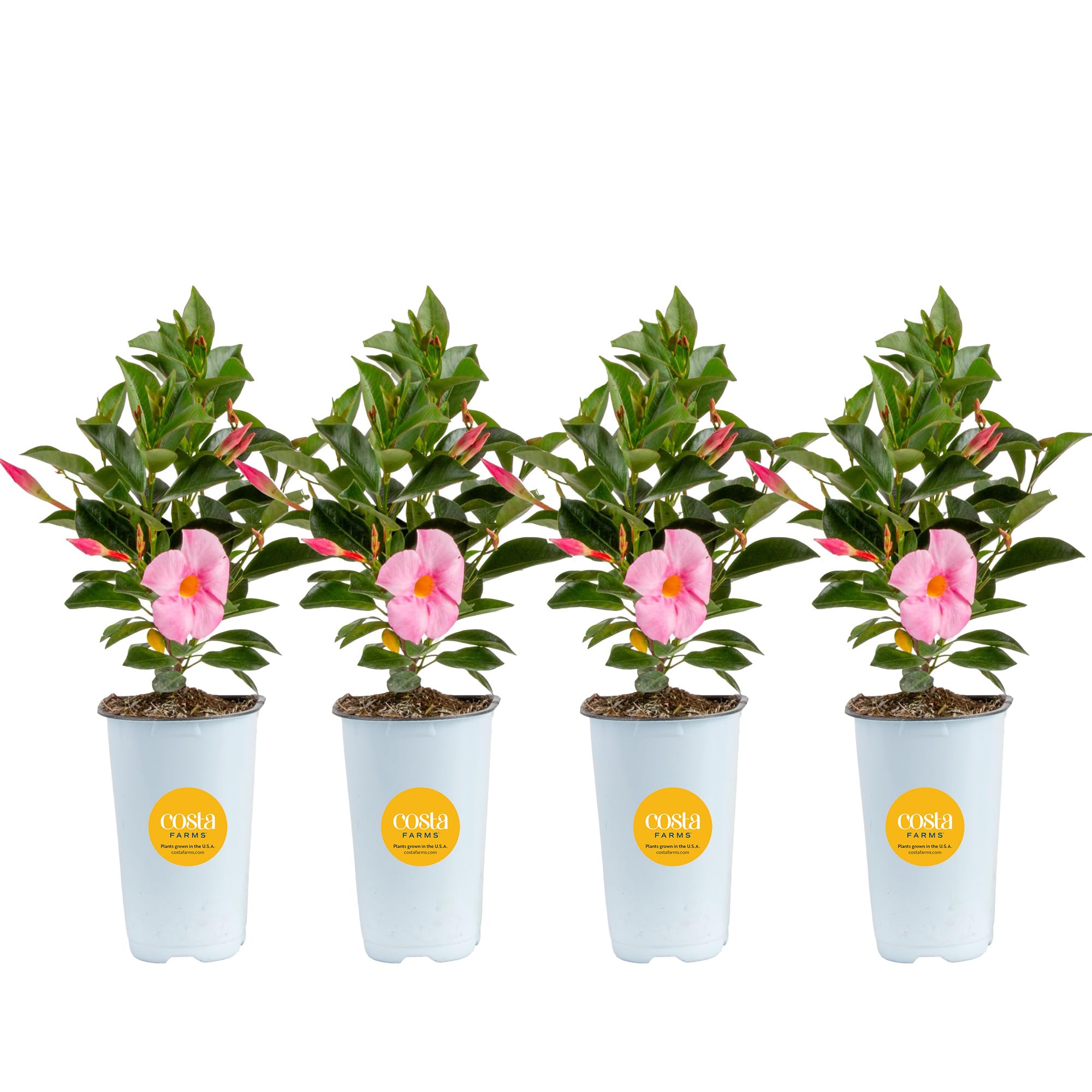 Costa Farms Mandevilla 4-Pack