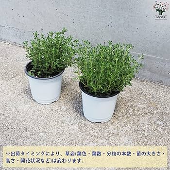 Amazon.co.jp: ハーブ苗 タイム クリーピングローズ 2個セット