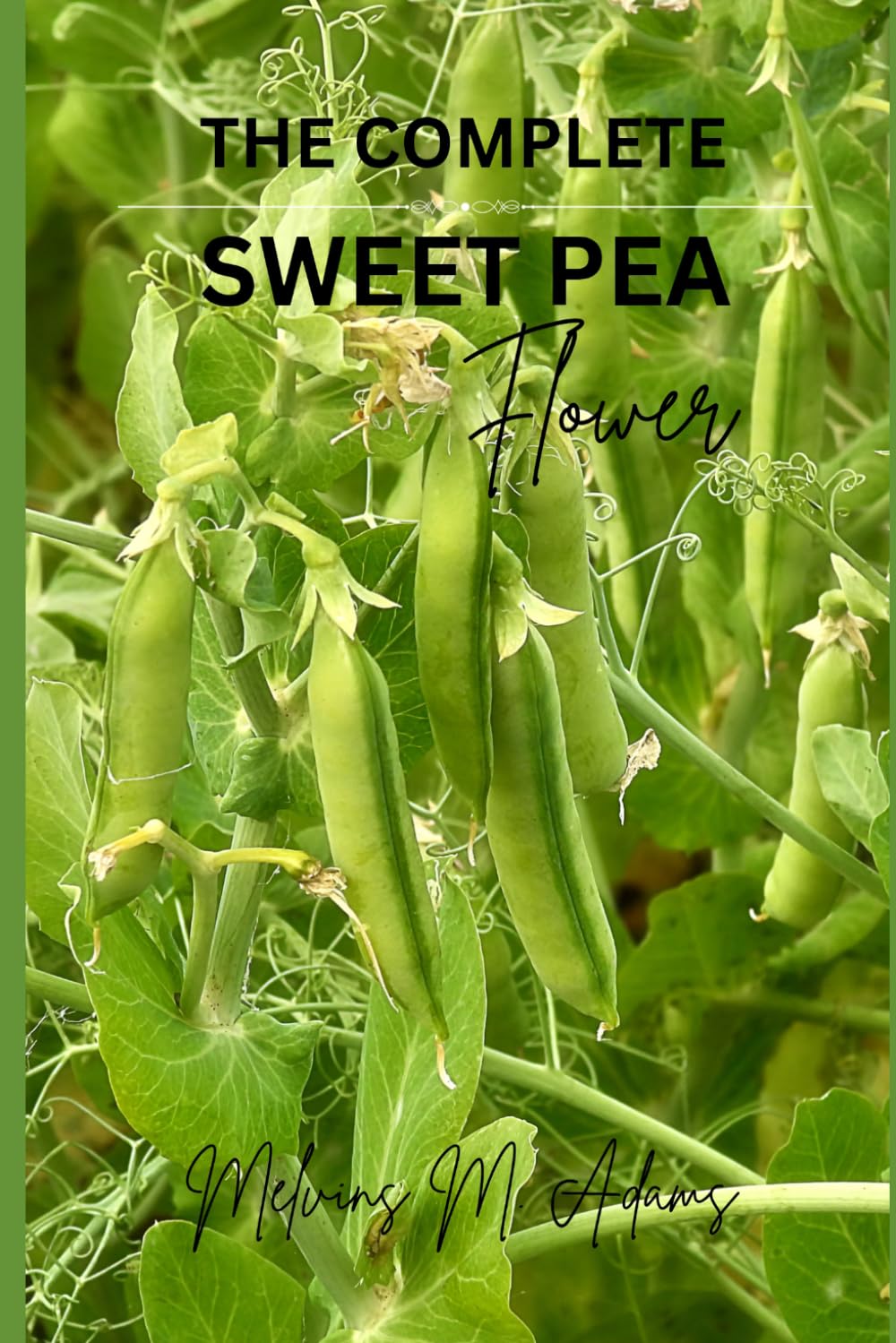 How to grow sweet peas flower for beginners: The Ultimate Beginner’s Guide to Growing, Caring for, and Harvesting sweet peas at Home and garden
