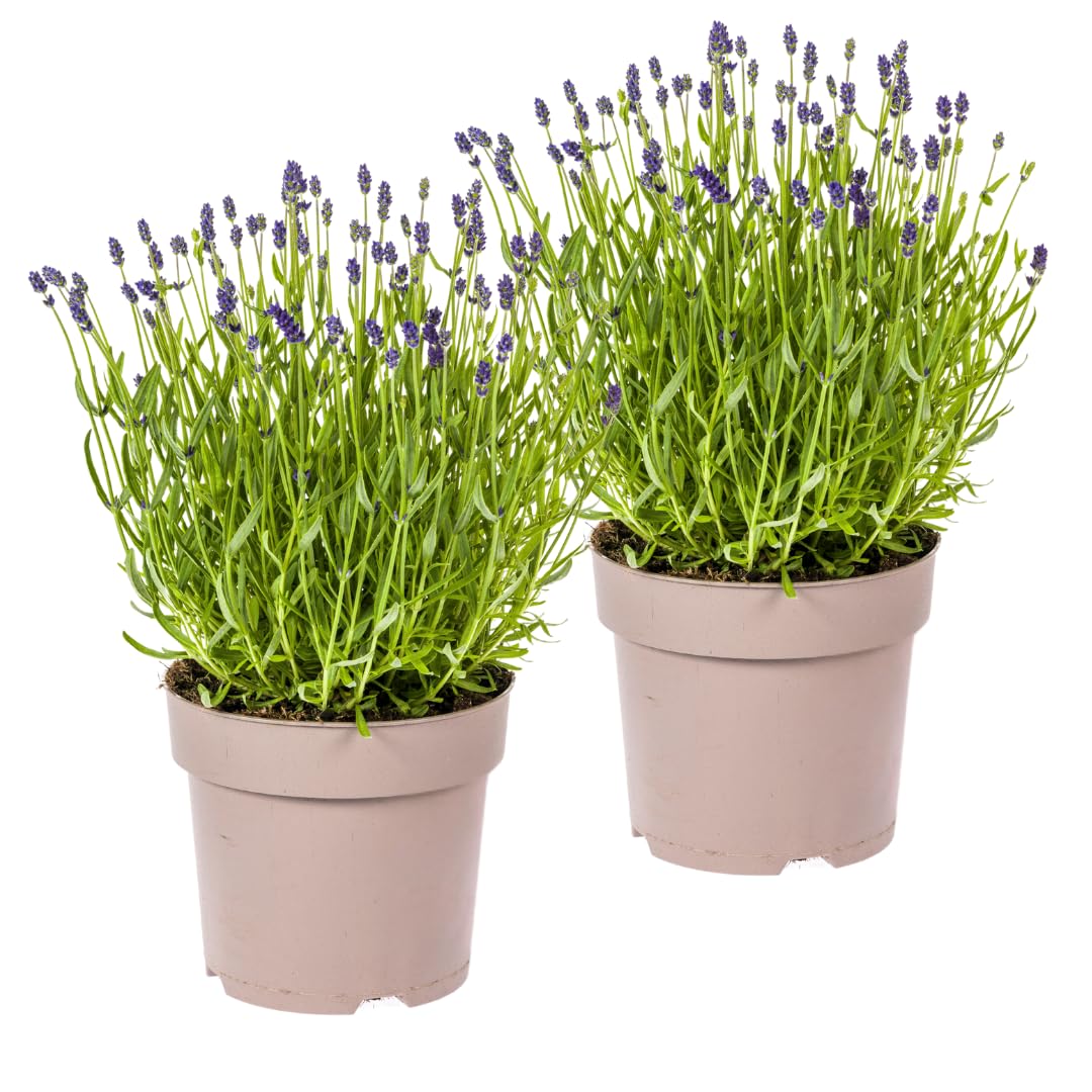 Lavandula angustifolia - Lavendel | 2 Stück - 40-50cm - Ø19cm - Gartenpflanze