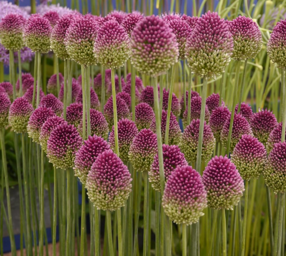 Amazon.com : 100 Drumstick Allium Bulbs for Planting - Perennial