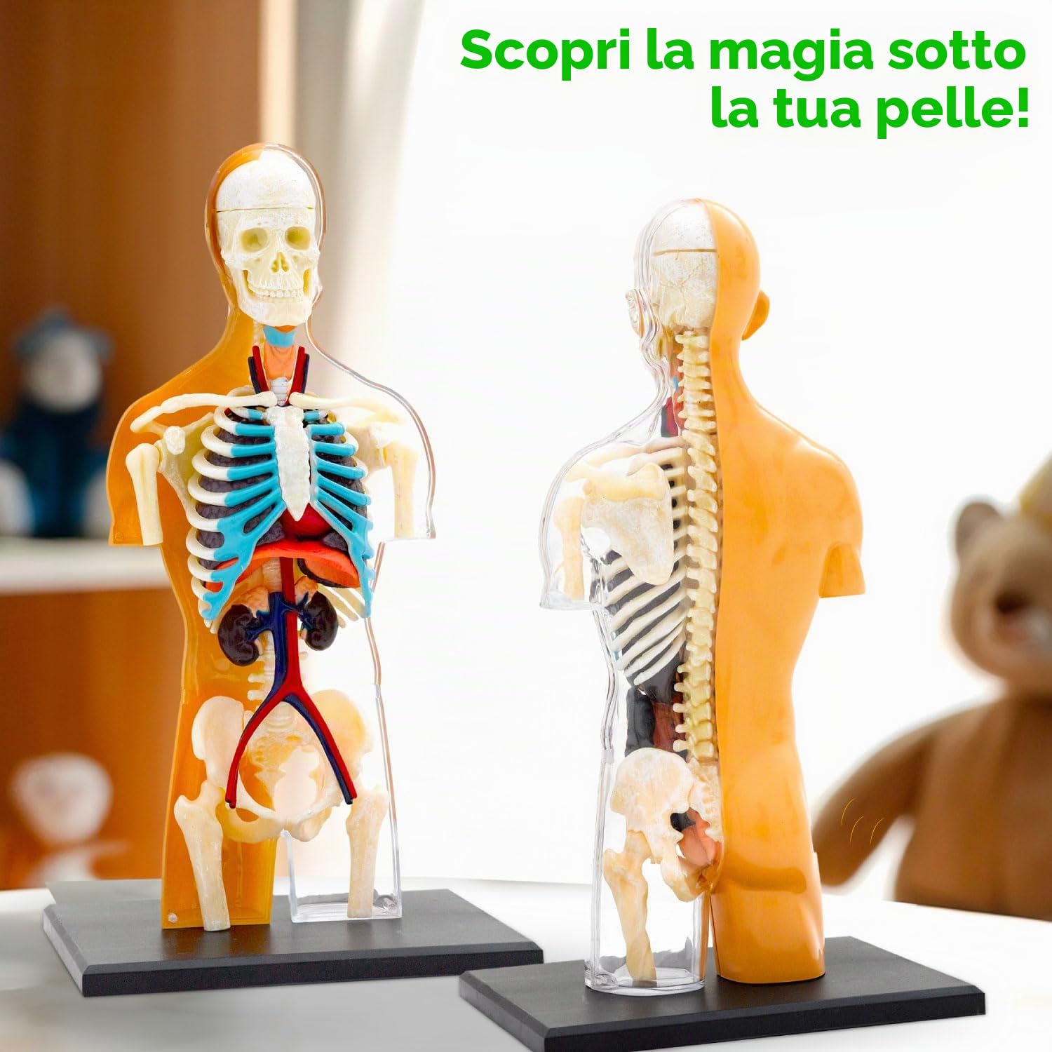 Thames & Kosmos , 260830, Human Body Anatomy Model, 37 Parts with Stand And Guide Book, Build Your Own Human Body, Nature Discovery Range, Ages 8+